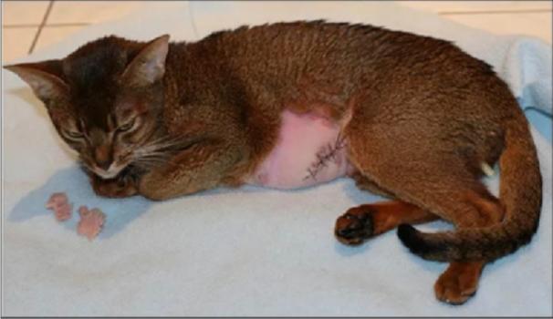 猫宫蓄脓什么症状,猫治疗乳腺炎吃什么药