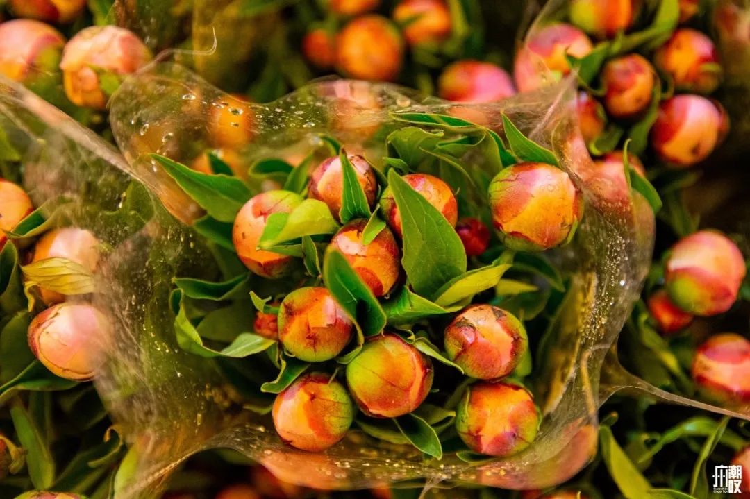 广州最便宜的花卉市场1块钱,广州岭南花卉市场买花攻略