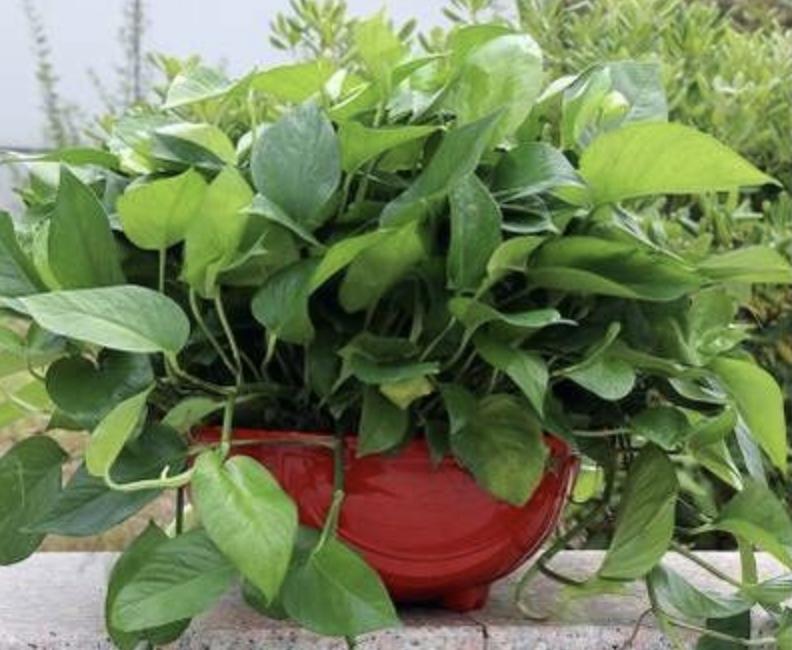 绿萝怎么养才能向柱子爬,绿萝刚拿回来怎么养才能更旺盛