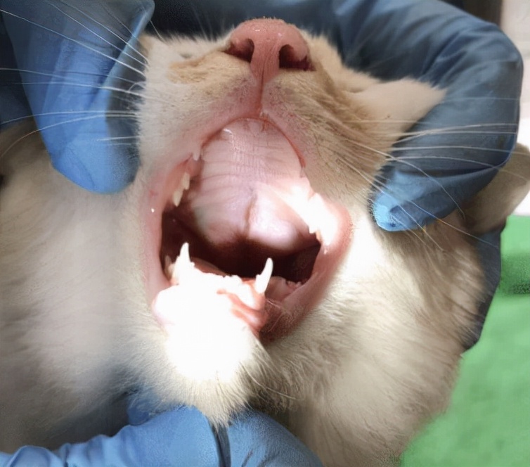 猫咪突然口吐白沫全身抽搐,猫咪吐白沫要喂化毛膏吗