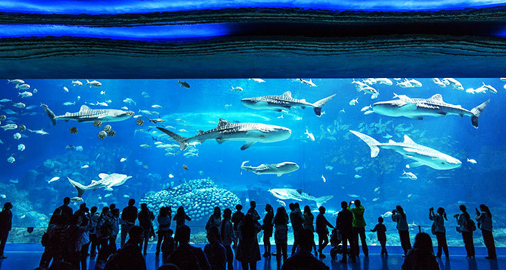 珠海长隆2天一夜吃住行攻略,珠海长隆两天一晚游攻略