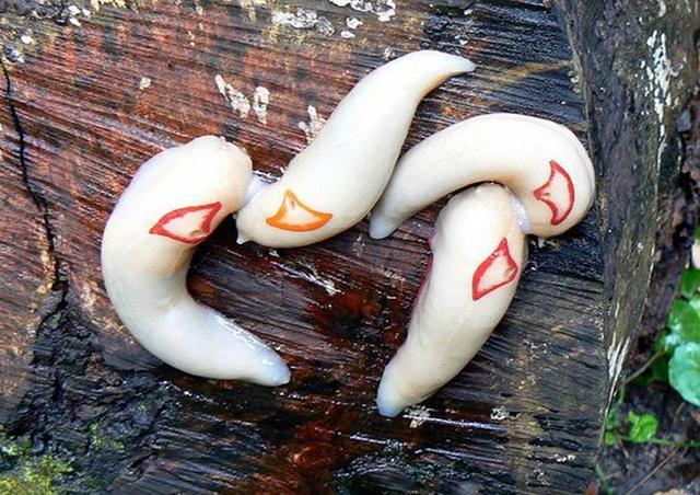 堪比国宝存在的蛞蝓，一种只剩60只，另一种可以改善土壤