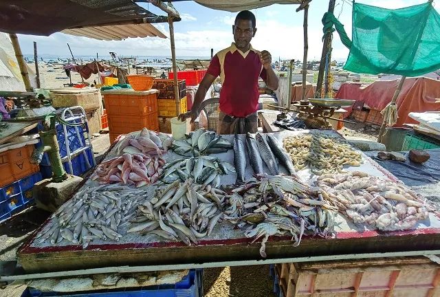 进博会印度今年有什么产品,印度人评进博会带货