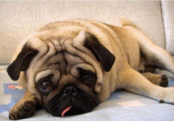 巴哥犬的耳朵总是很臭,巴哥犬天天洗澡身上臭怎么办