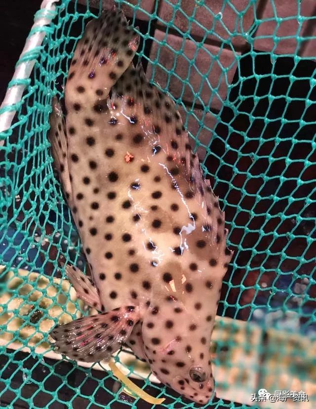 这些诱人的美食你吃过吗,世界上顶级海鲜大全你吃过几种