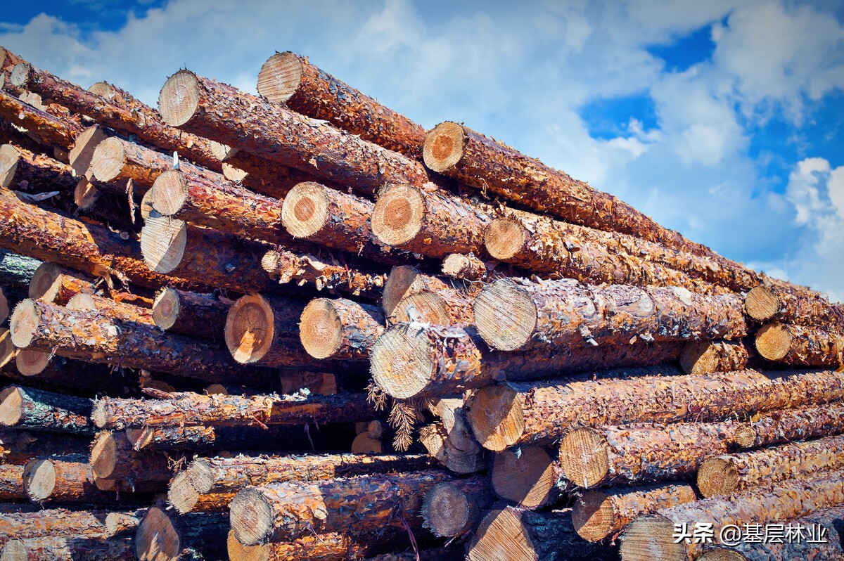 水杉树是不是一级保护植物,杉木属里有水杉吗