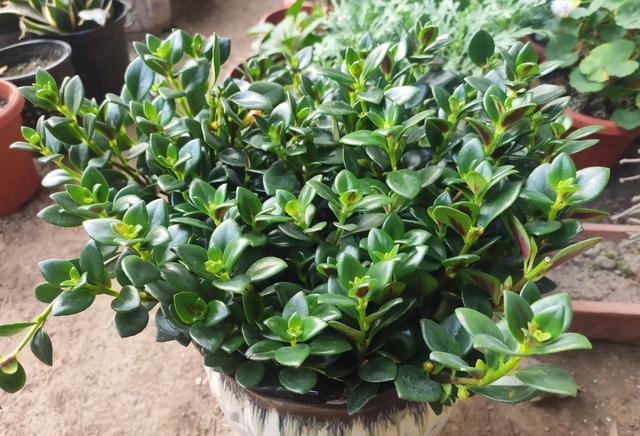 新手养金鱼吊兰的注意事项及禁忌,金鱼吊兰爆盆后怎么养护