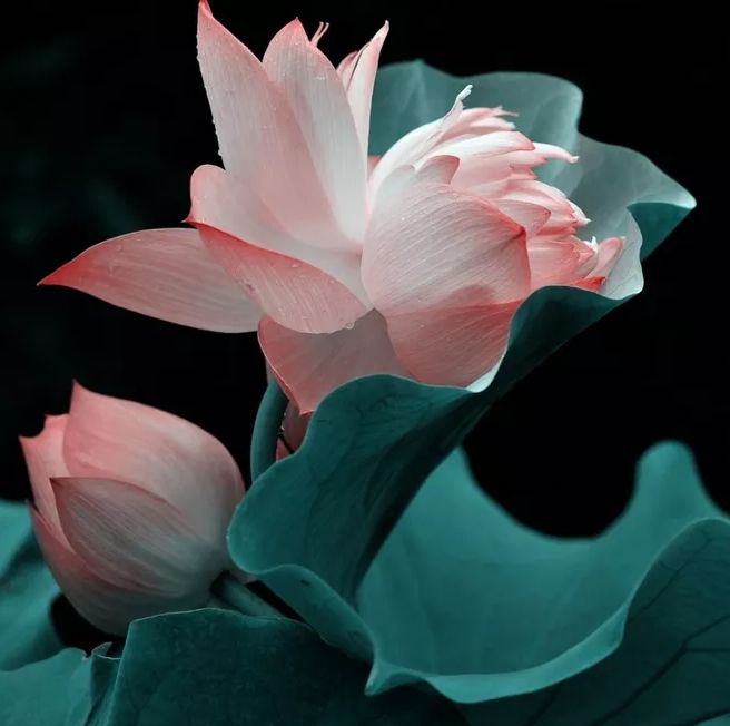 相逢在藕花深处的诗句,藕花深处等一场相逢