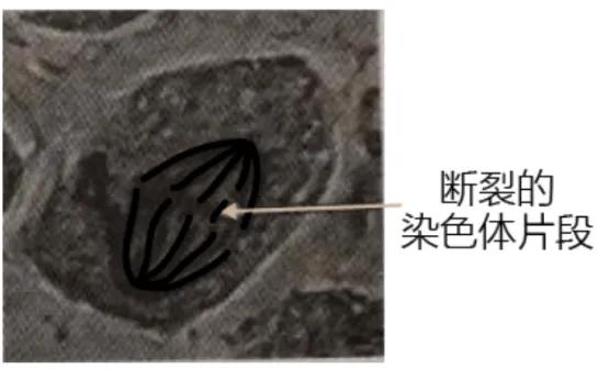 2020北京卷生物高考,北京高考生物试卷难吗