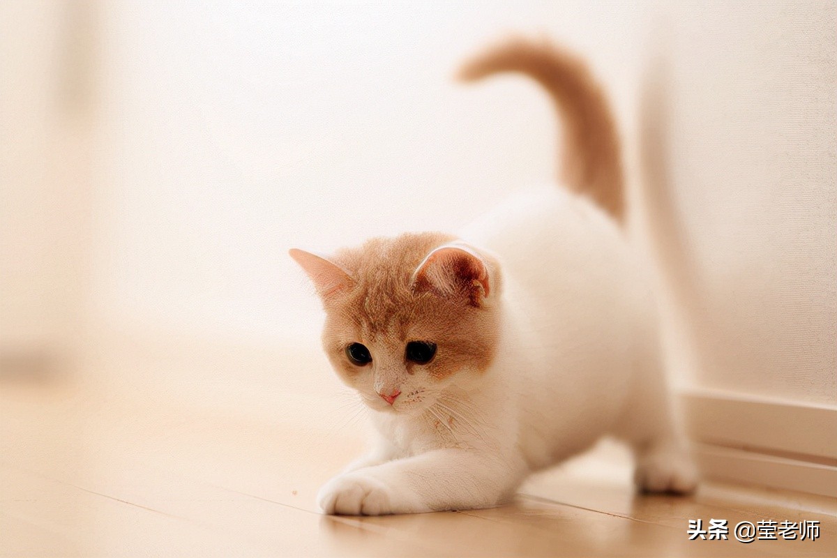 应邀点评作文/我家的小猫咪（四年级小美）