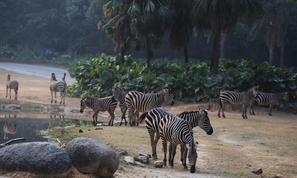 国庆长隆动物园人多吗,广州长隆香江野生动物园国庆