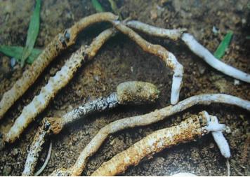 除了虫草还有什么补品,虫草跟冬虫夏草有什么区别