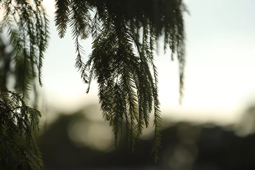 速来!园博苑有让*欲人**罢不能的季相变化之美,还有众多萌物陪伴你~