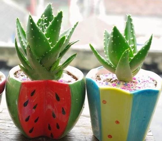 这4种花最好别养在室内,室内最好养的2种花