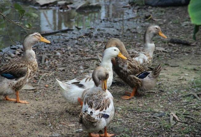 鸭养殖有什么疾病预防,鸭病防治知识及方法