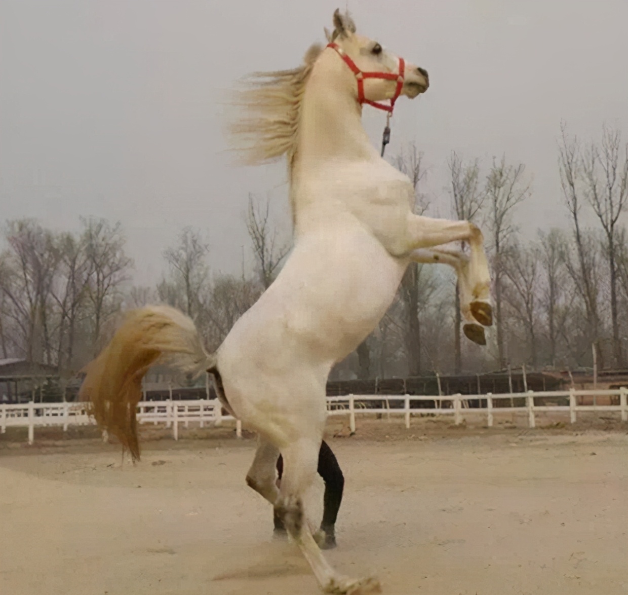 鄂尔多斯人方言起源,鄂尔多斯蒙古人的起源