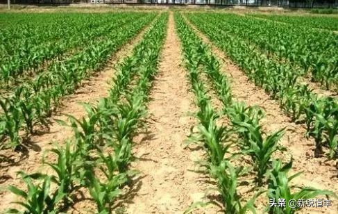 甜糯玉米各时期的病虫害,玉米苗期常见病虫害有哪些