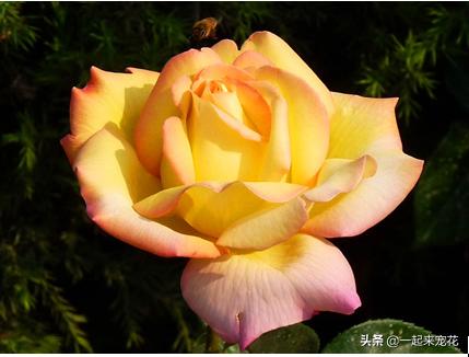 十种高颜值勤开花浓香大花月季,大花月季有哪些品种比较好看的