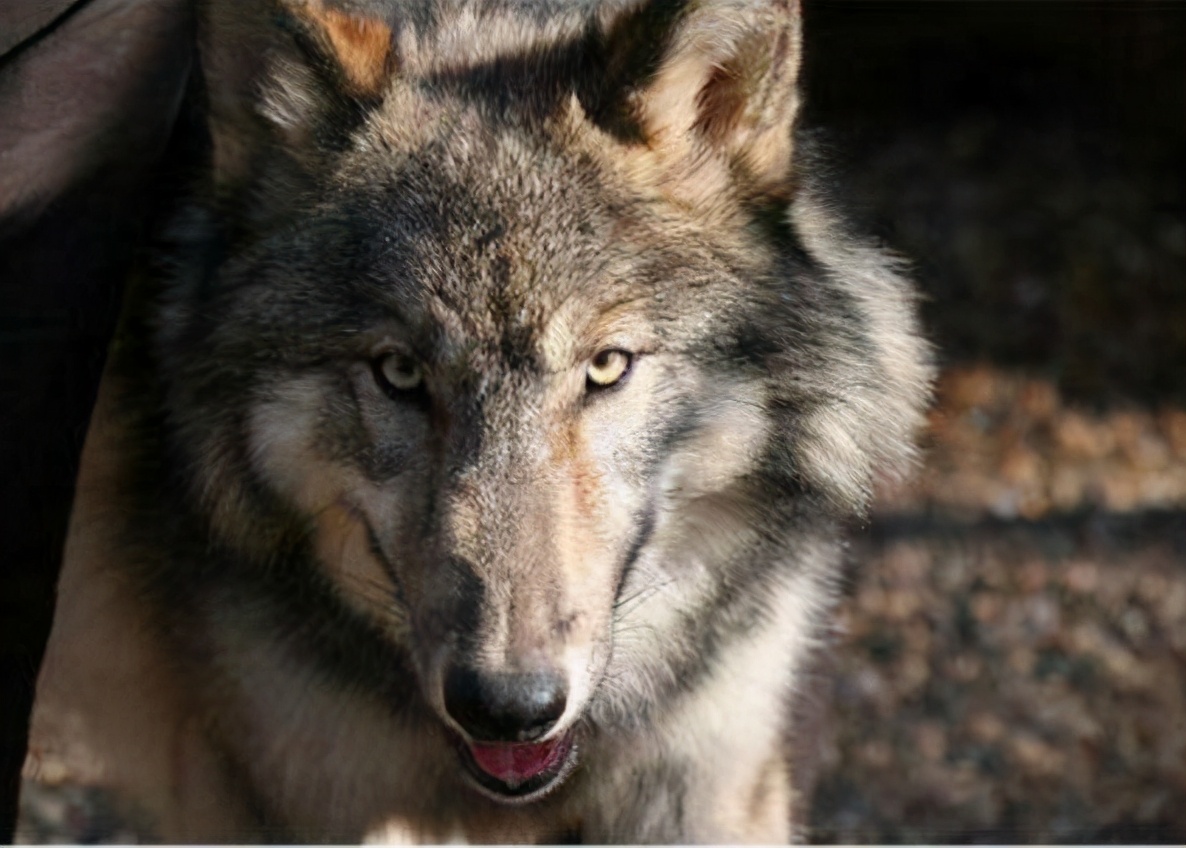 最好养而忠心的狗,公认十大适合上班族养的小型狗