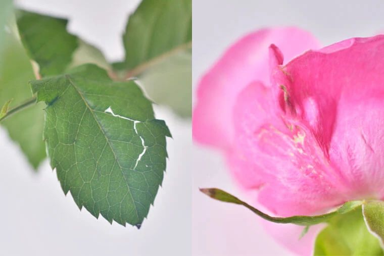 制作干花最好的季节,自制干花什么方法比较好