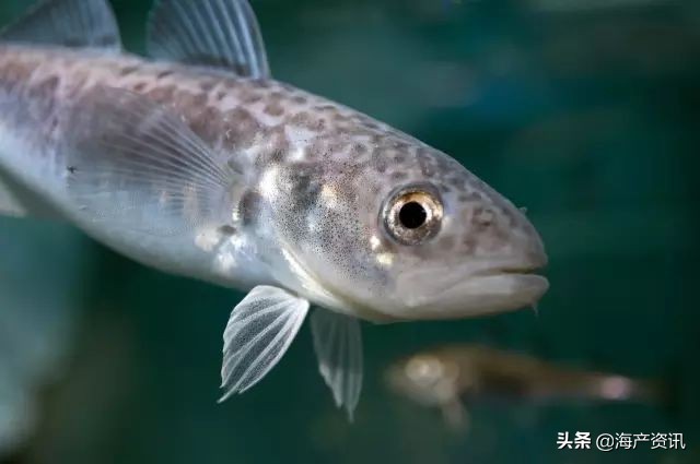 真鳕鱼科普,真鳕银鳕黑鳕鱼