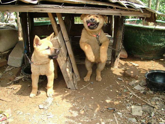 国外的狗跟中国的狗有哪些不一样,中国的土狗好还是外国的狗好