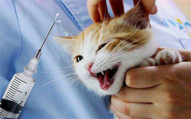 流浪猫怎么养才能不得传染病,流浪猫怎样养不会给自己传染病