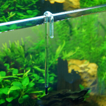 怎么养金鱼金鱼才不会死,正常情况下金鱼可以养多久