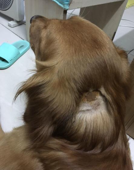 狗得了严重脓皮症怎么治,我家的狗得了皮肤病怎么处理