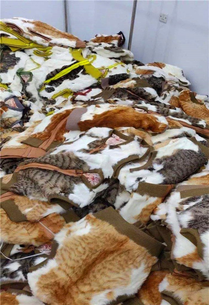 流浪猫的日常生活,流浪猫生活