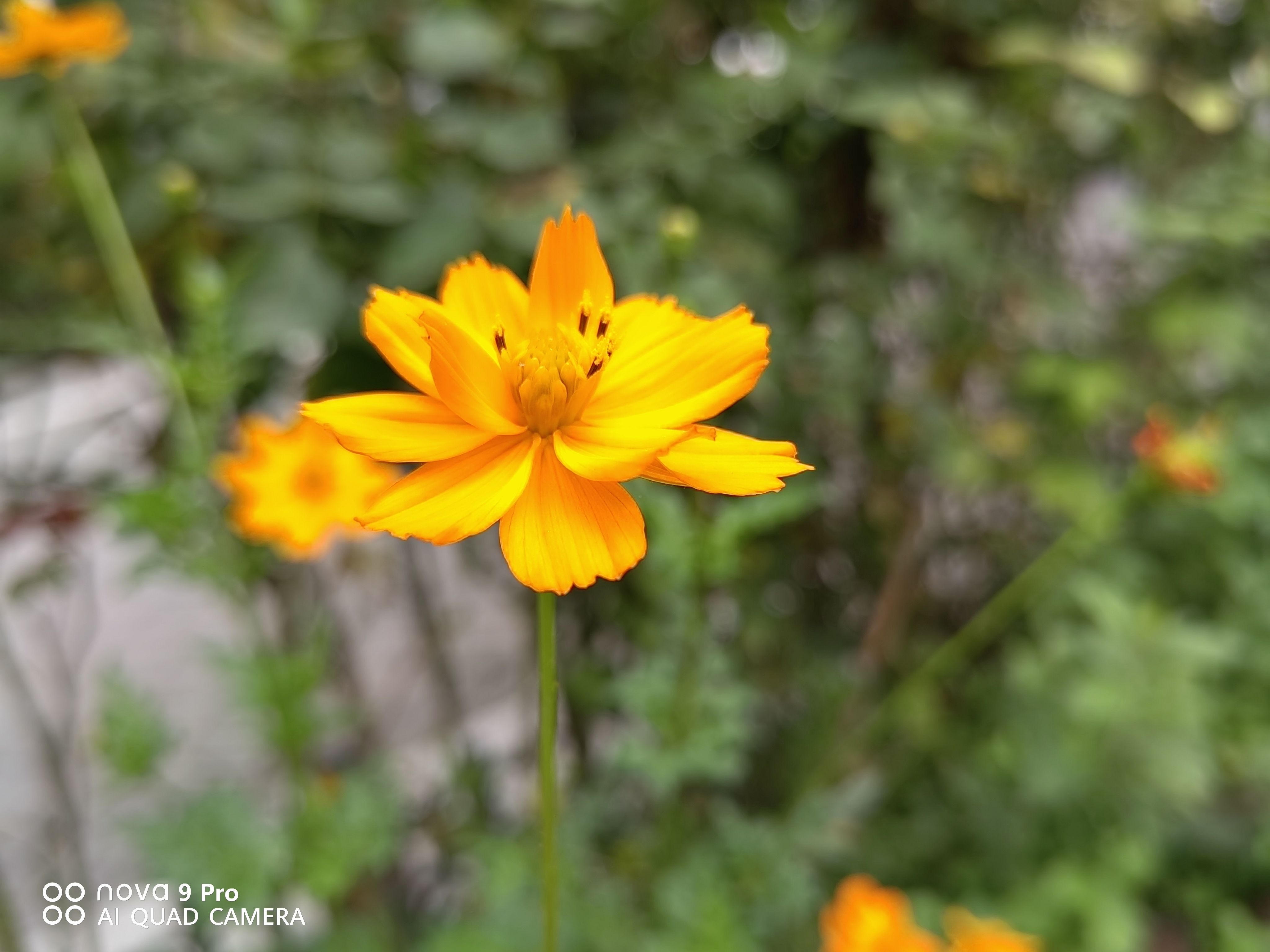 华为nova9pro将发布测评,华为nova9pro是有鸿蒙系统加持吗