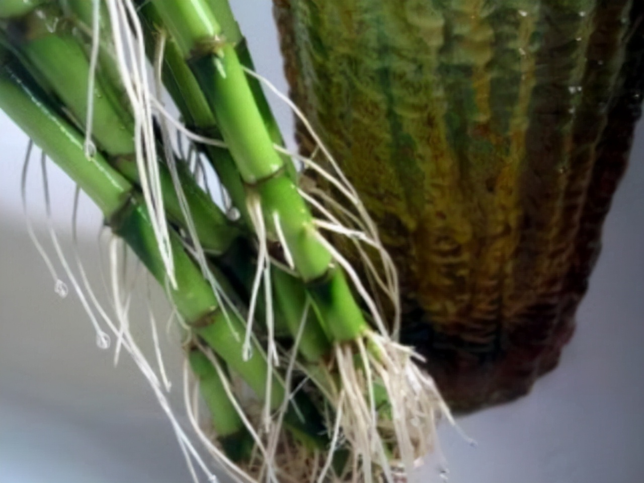 水培富贵竹生根快的方法和技巧,水培富贵竹用什么才能让它生根