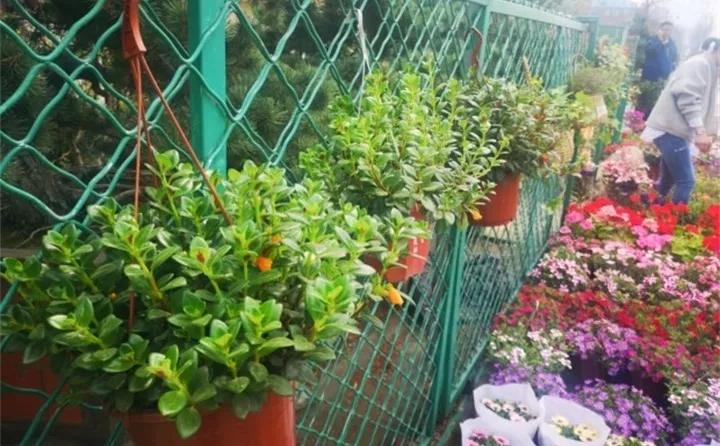 盆栽花发蔫什么原因,买回来的花很快就蔫的原因