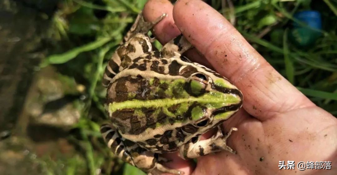 2021农村投资什么行业前景好,2019农村创业好项目投资小利润大