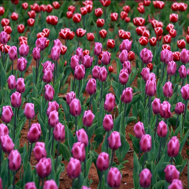 高雅郁金香鲜花图片,郁金香高雅脱俗