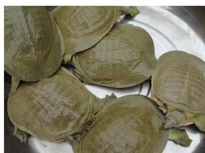 混养甲鱼跟温室甲鱼区别,温室甲鱼和外塘甲鱼的口感