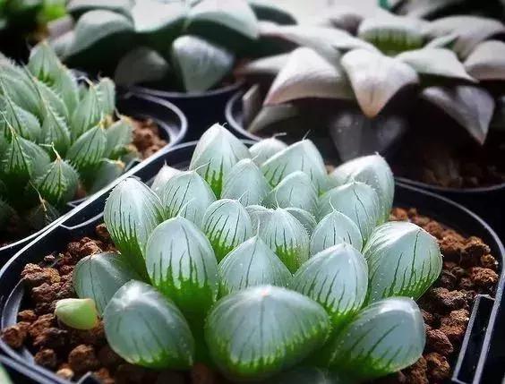 天价名贵药材,最贵的植物排行榜前十名