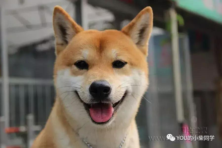 柴犬常见的几大心理疾病,柴犬有关的病