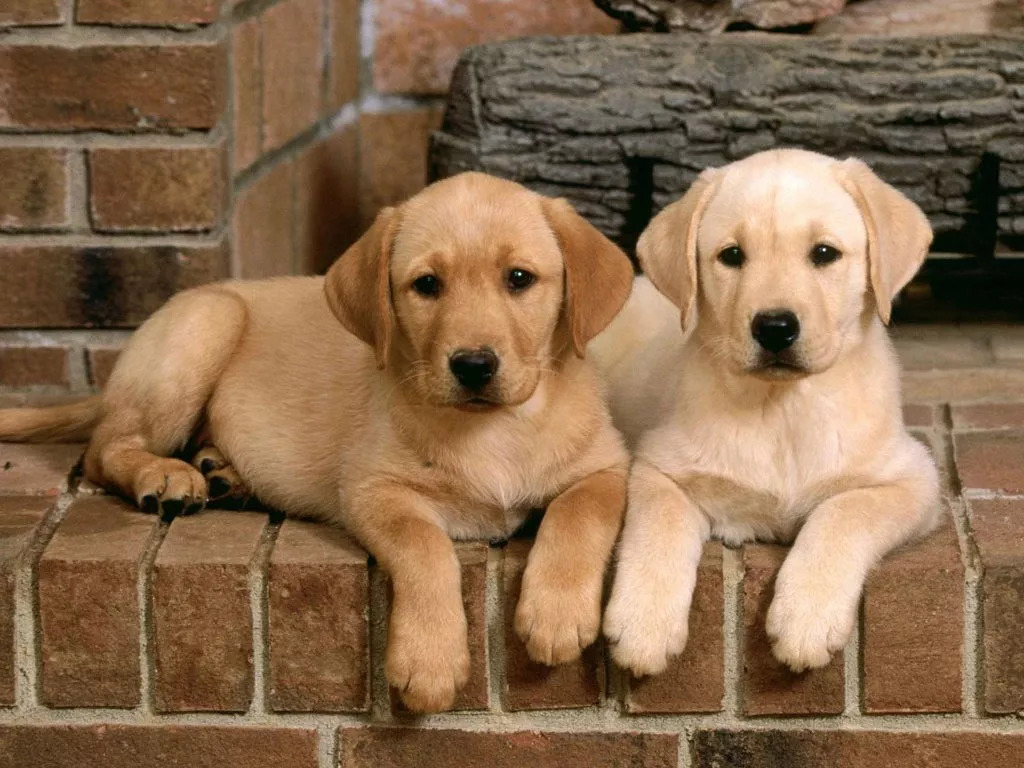 狗狗最爱这5种人,狗狗一生最想要什么