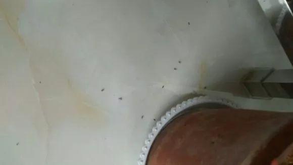 水养花怎么杀虫最快,三角梅生虫自制杀虫水