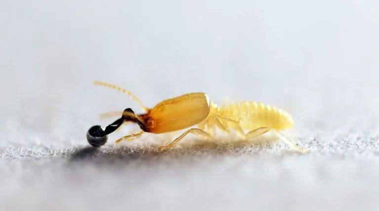 醉死在出租屋内租客要不要赔偿,醉了放弃了3000多块钱不还怎么办