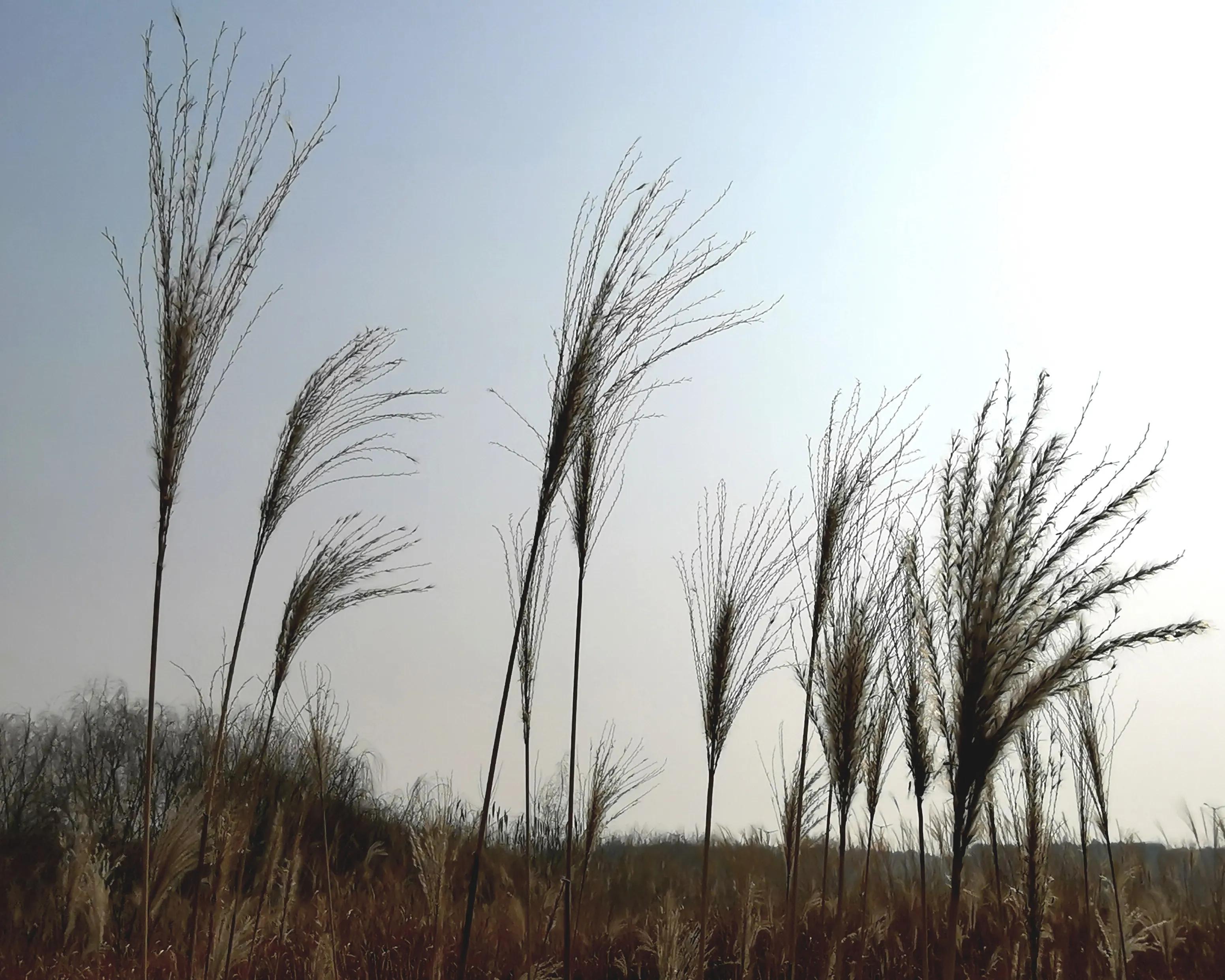 大年初一逛栎阳湖湿地公园,柳色遥看近吐绿,春归石川河!