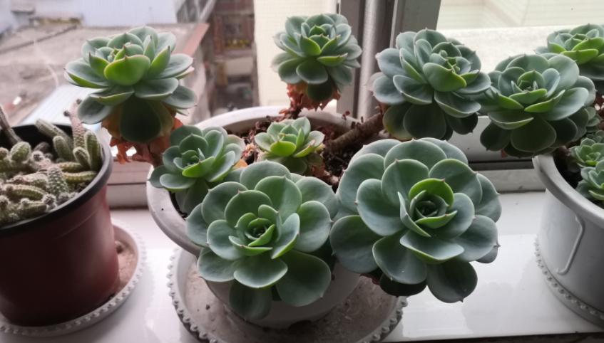 多肉玉蝶摊大饼还能变回来吗,玉蝶摊大饼还有救吗