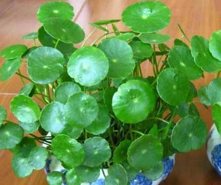 怎样养花花期长得快又好看,在家养花怎么养才会多开花