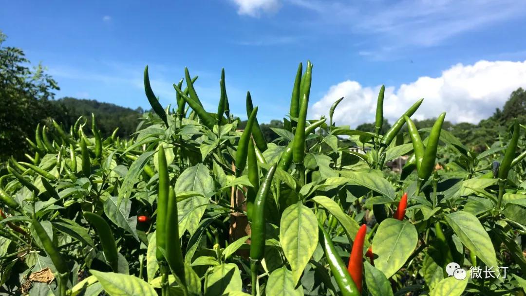 辣椒种植映红致富路,辣椒产业铺就农民致富路