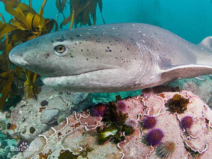 观赏淡水小鲨鱼种类及图片,海洋馆鲨鱼的种类名字