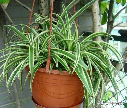 金边吊兰叶尖发黑怎么回事,油画吊兰叶尖发枯发黑是怎么回事