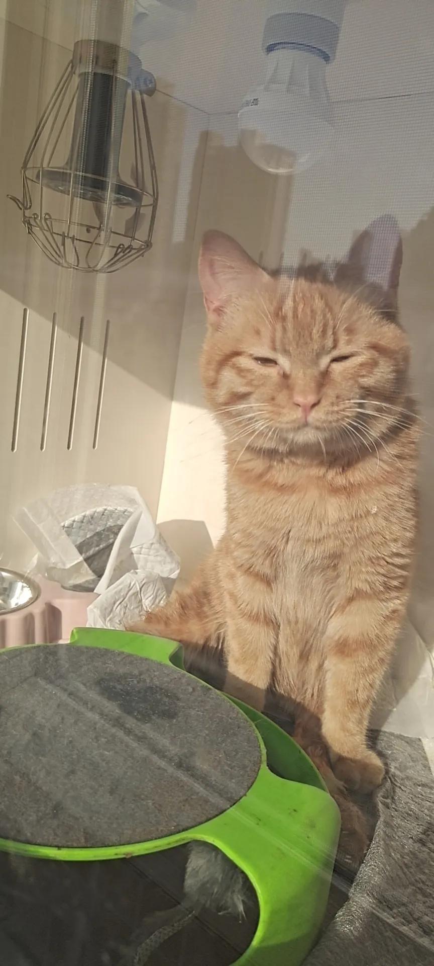 瘫痪猫怎么养,瘫痪的猫怎么喂水