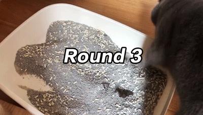 猫屎太臭事件,猫屎的来历