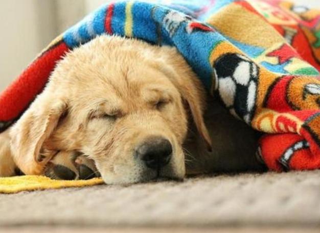 狗狗害怕打雷一直发抖应该怎么办,狗狗发抖不吃东西还呕吐怎么回事